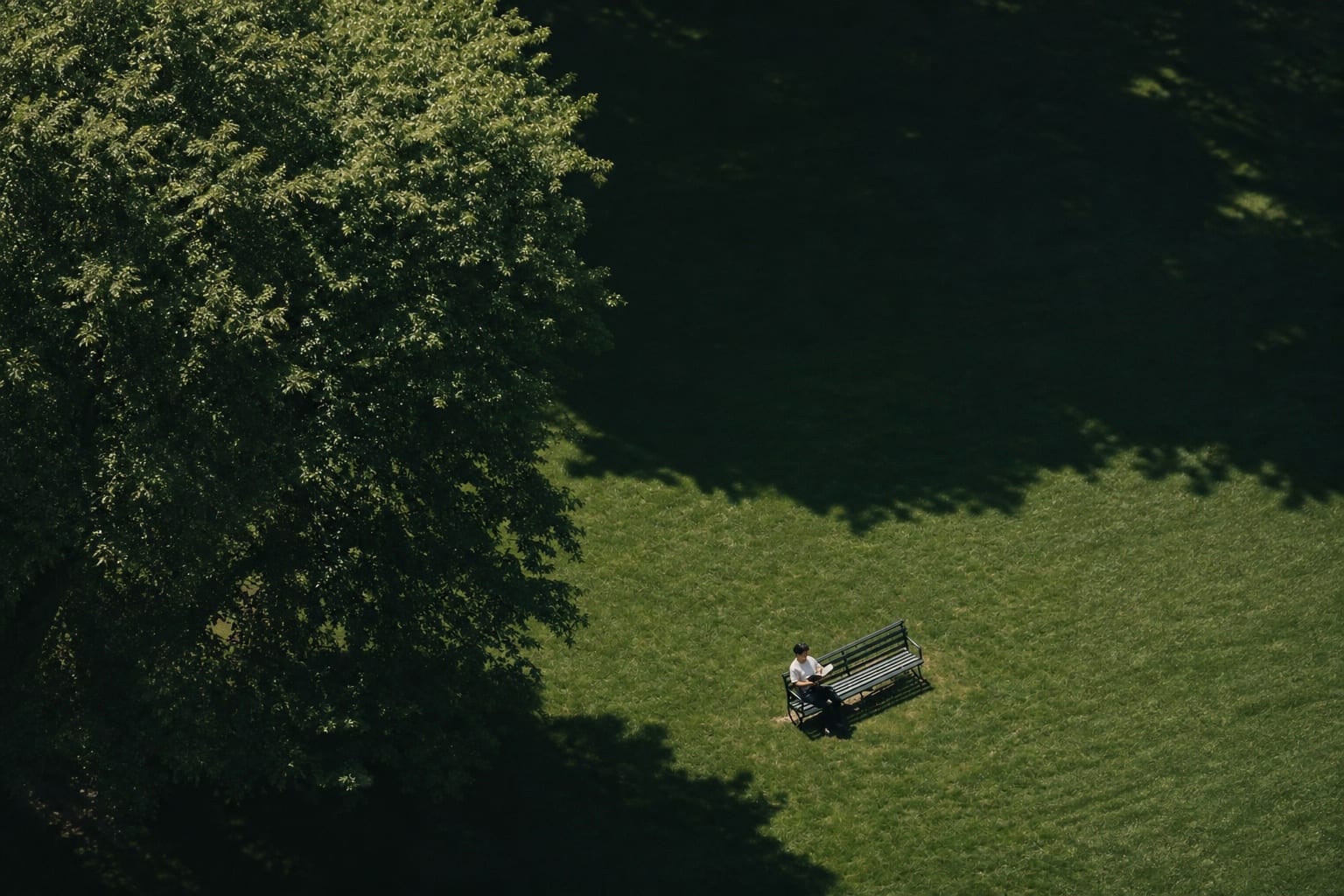 A person working on a park bench beneath mature trees